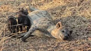Hyena pups playfully compete for milk: A heart-warming sighting in Kruger Park. #wildanimals