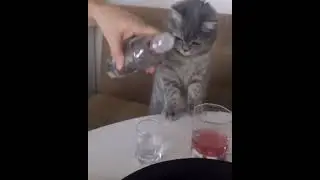 Настоящий собутыльник