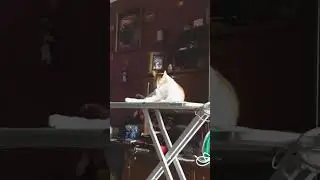 #shorts #cat 😼Намиває Мир та Вдачу!Котик Сєвачка- Зірка Ютюба#иратвбелаяцерковь