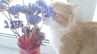 Наше утро с Рыжим