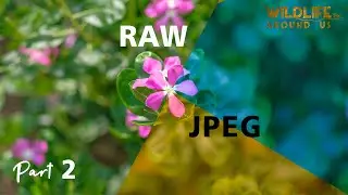 RAW vs JPEG....!! Which one is better for your Macro Photography..?? (Part 2)
