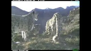 A Snow Leopard Family Gathering