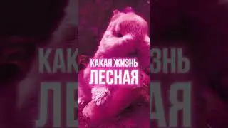 MARRY ME, BELLAMY & JEDY DEADY – ЗАЯ (SNIPPET)