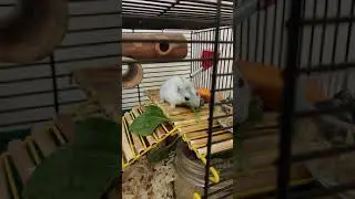 Хомяк ест подорожник
