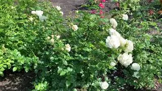 Роза Artemis / Артемис 🌿🌸🌿