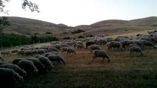 Koyun Çanı 2017