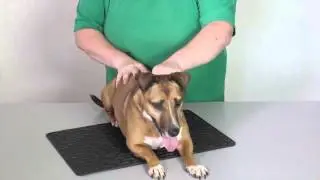 Behaviour & handling: How to restrain a dog