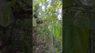 Pan ka patta ( leaf of pan)