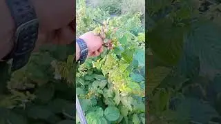 малина марсела