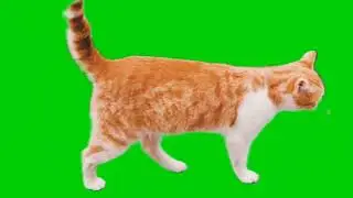 green screen cat walking