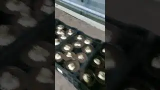 Амариллис к 8 марта