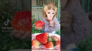 Обезьянка делает Ням Ням