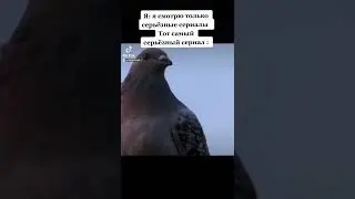Дин понимает животных🦝🦝🦝 