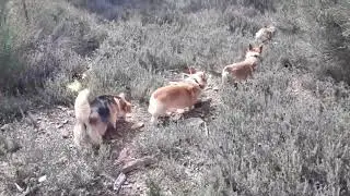 Algiz-Gebo kennel