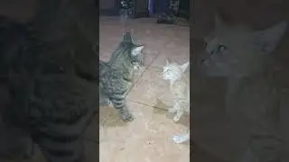 berantem