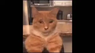 monday left me broken cat mewing cat sings waiting for love meme template