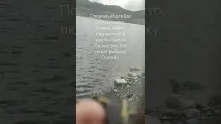 рыба для Вас. плотва на фидер. #рыбалка #плотва ##gerafishing
