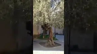ОЛИВКА 