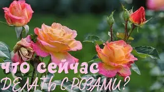 Что сейчас  делать с розами
