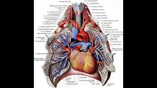 Respiratory system