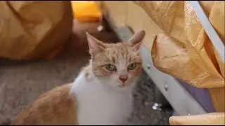 YABANCI ANNE YAVRU KEDİLERİMİZİ EMZİRİYOR !!!