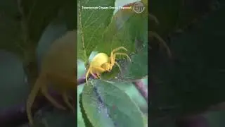 Flower spider on chokeberry 