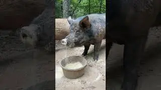 When the morning starts out tough.... #redtoolhouse #pasturedpigs