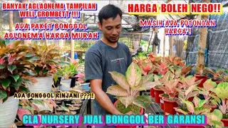LUAR BIASA STOK AGLONEMA DI CLA NURSERY | JUAL BONGGOL AGLONEMA ‼️