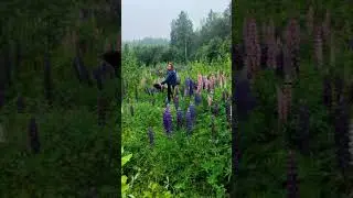 люпины 💜
