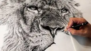 Working On A New Large Scale Lion Drawing