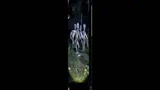 Magnificent Birds | Stunning Nature | Stress Relief | Relaxing Birds Sound | Soothing Birds Chirping
