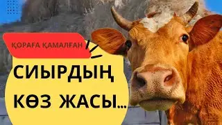 СИЫРДЫҢ КӨЗ ЖАСЫ... ОБАЛ БОЛҒАН ЕКЕН!