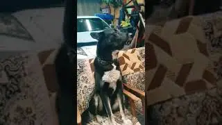 да что вы знаете о собачьей жизни...