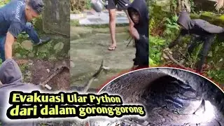 TENAGA EKSTRA ‼️ BERGELUT DENGAN ULAR PYTHON PENGHUNI GORONG GORONG