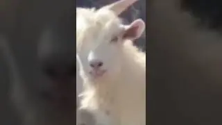 #gif #memes #goat