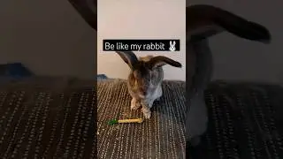 Be Like My Giant Rabbit 🐇🐰# big bunny #bunny #funny