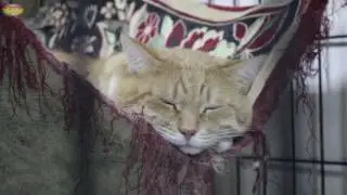 Не покупай, возьми из приюта!