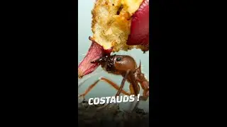 Les 10 plus costauds de la nature #shorts