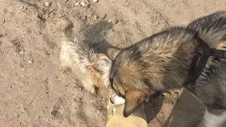 лютоволк и маламут Дарья ЗВЕРЬЁ МОЁ 🤣❤️❤️💕