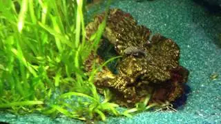 Парчовый птеригоплихт 3 месяца.(Pterygoplichthys gibbiceps)17.04.2018