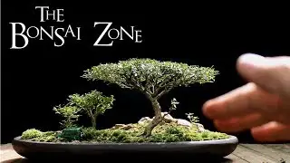 The Bonsai Zone, Early Work on My Show Trees, Part 1, July 2017