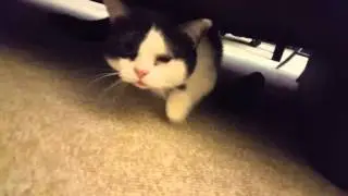 Chester vs. Tube ball