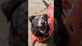 Betty is a sea lion 🦭😭 