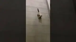 My small amazing kitten started to play lace.