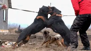Ротвейлер vs Ротвейлер. Такого я не ожидал! Rottweiler vs Rottweiler. I didn't expect this!