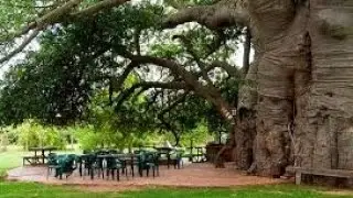 Baobab Bar, ЮАР, удивительное и необычное место