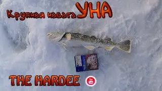 Крупная навага в УНЕ, р.Вежма#УНА#Рыбалка2022#Белое море