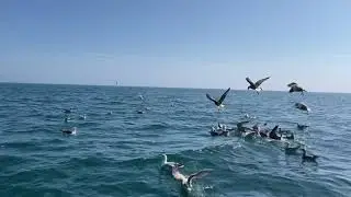 Seagulls enjoying mackerel