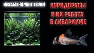 Незаменимые Герои: Коридорасы и их закулисная работа в аквариуме