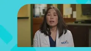How can I make a visit to the veterinarian less stressful for my cat?